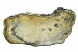 Mammoth Molar Slice with Case - South Carolina #180524-1